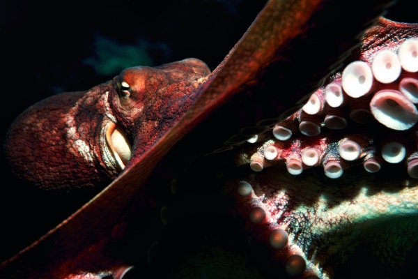 Кракен магазин kraken clear com